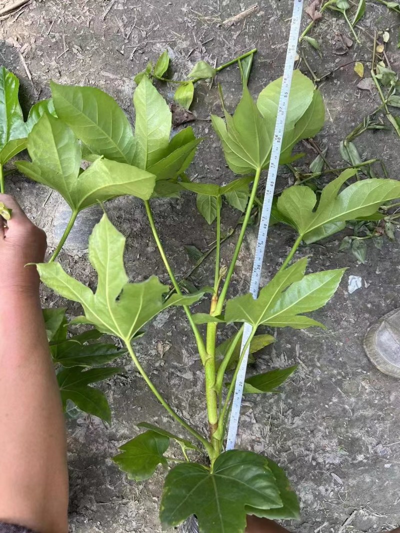 郫县八角金盘种植户，成都八角金盘价格低，八角金盘批发价格
