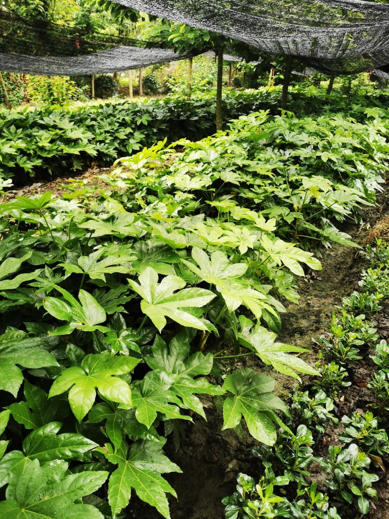 郫县八角金盘种植户，成都八角金盘价格低，八角金盘批发价格