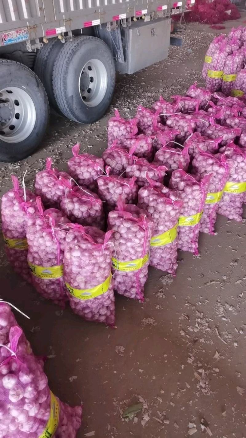 精品金乡大蒜基地直供电商超市，诚信经营优质大蒜