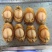 大连吉品鲍鱼黄金鲍鱼干淡干足干鲍鱼规格齐全500g
