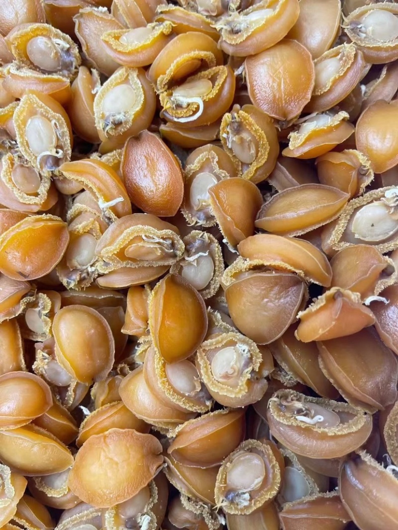 大连吉品鲍鱼黄金鲍鱼干淡干足干鲍鱼规格齐全500g