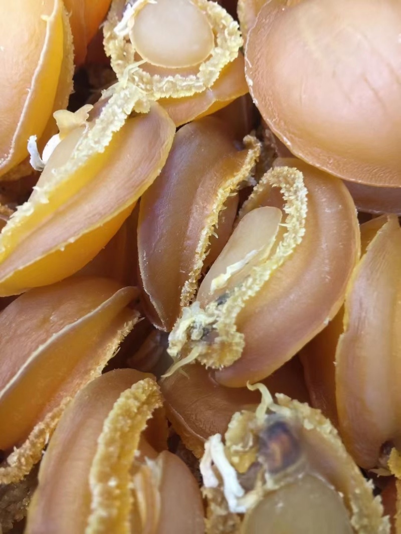 大连吉品鲍鱼黄金鲍鱼干淡干足干鲍鱼规格齐全500g