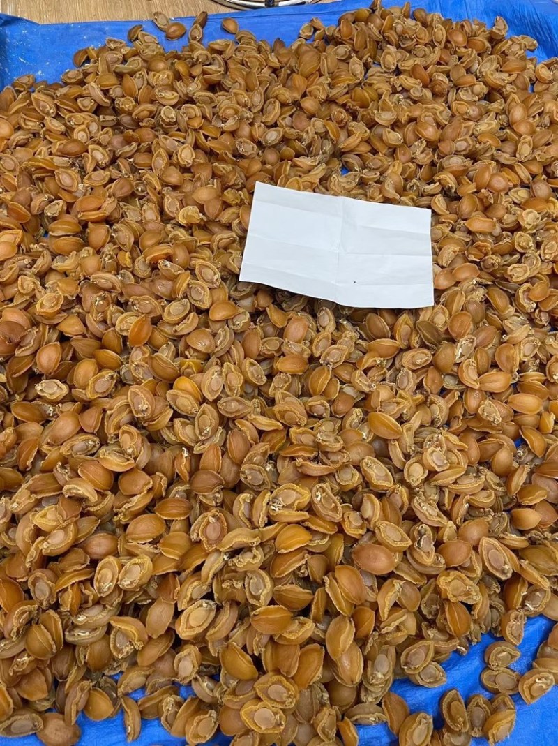 大连吉品鲍鱼黄金鲍鱼干淡干足干鲍鱼规格齐全500g