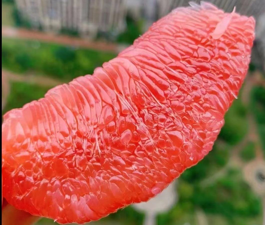 红心柚特写