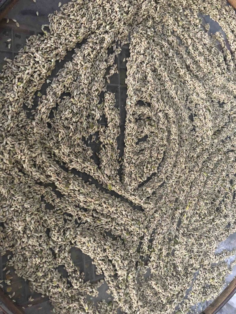 柠檬种子土柠檬种子红牙柠檬种子大量上市价钱优惠