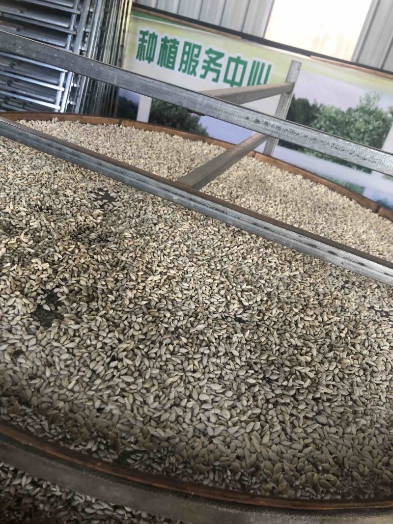 柠檬种子土柠檬种子红牙柠檬种子大量上市价钱优惠