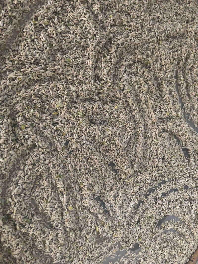 柠檬种子土柠檬种子红牙柠檬种子大量上市价钱优惠