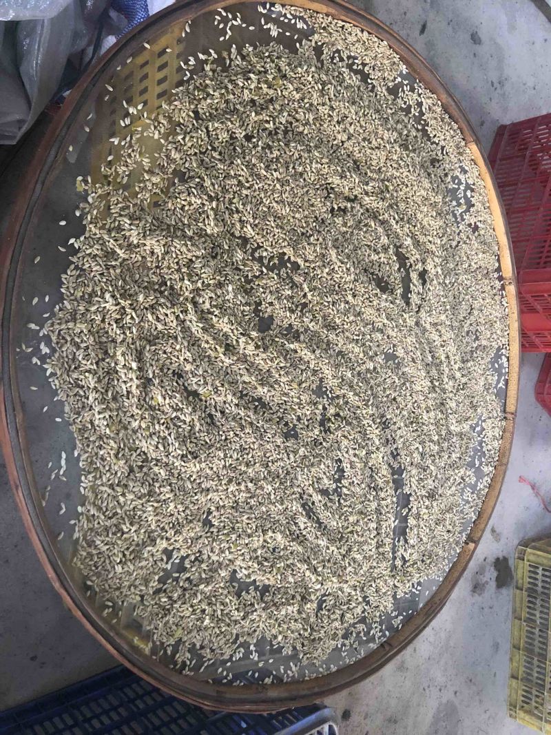 柠檬种子土柠檬种子红牙柠檬种子大量上市价钱优惠