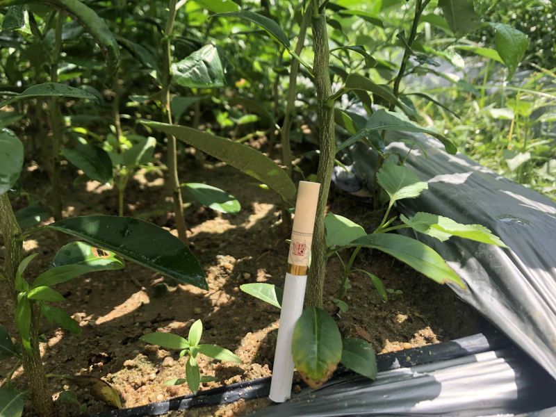 柠檬种子土柠檬种子红牙柠檬种子大量上市价钱优惠