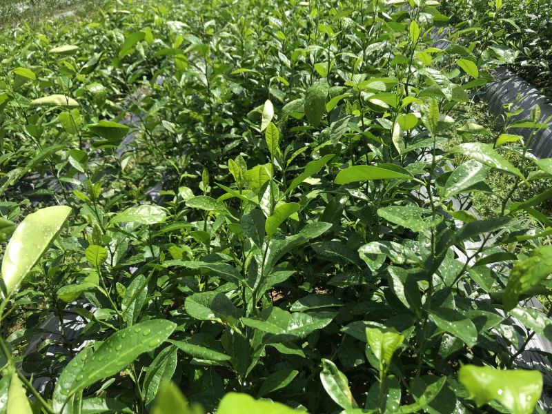 柠檬种子土柠檬种子红牙柠檬种子大量上市价钱优惠