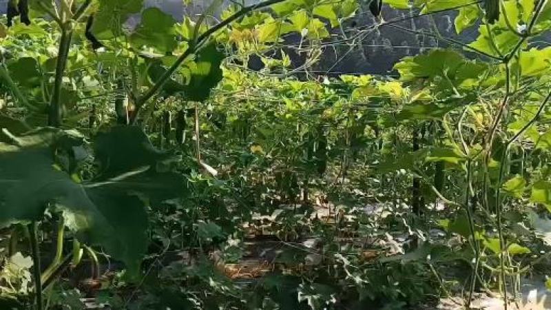 节瓜
