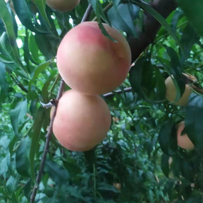 大量现货采摘水蜜桃秋彤一周内有货