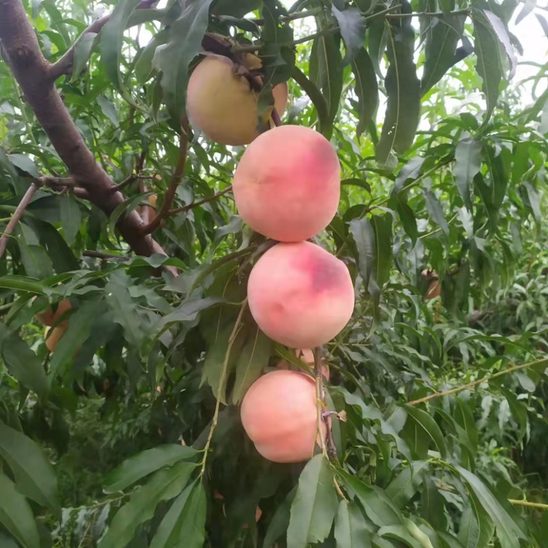 大量现货采摘水蜜桃秋彤一周内有货