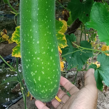 基地秋毛节瓜大量上市