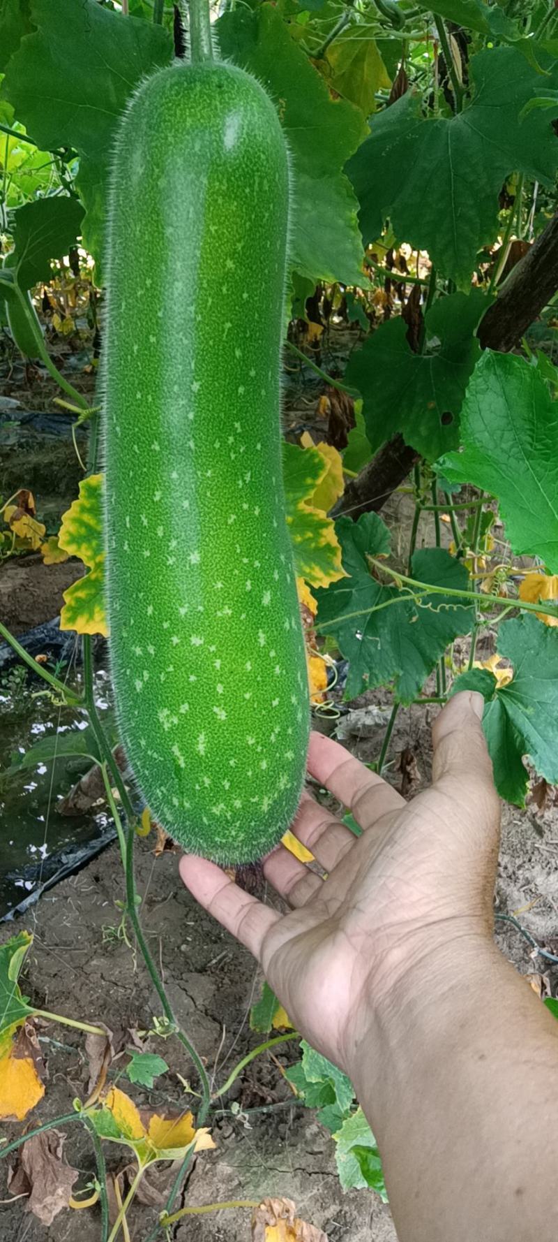 基地秋毛节瓜大量上市