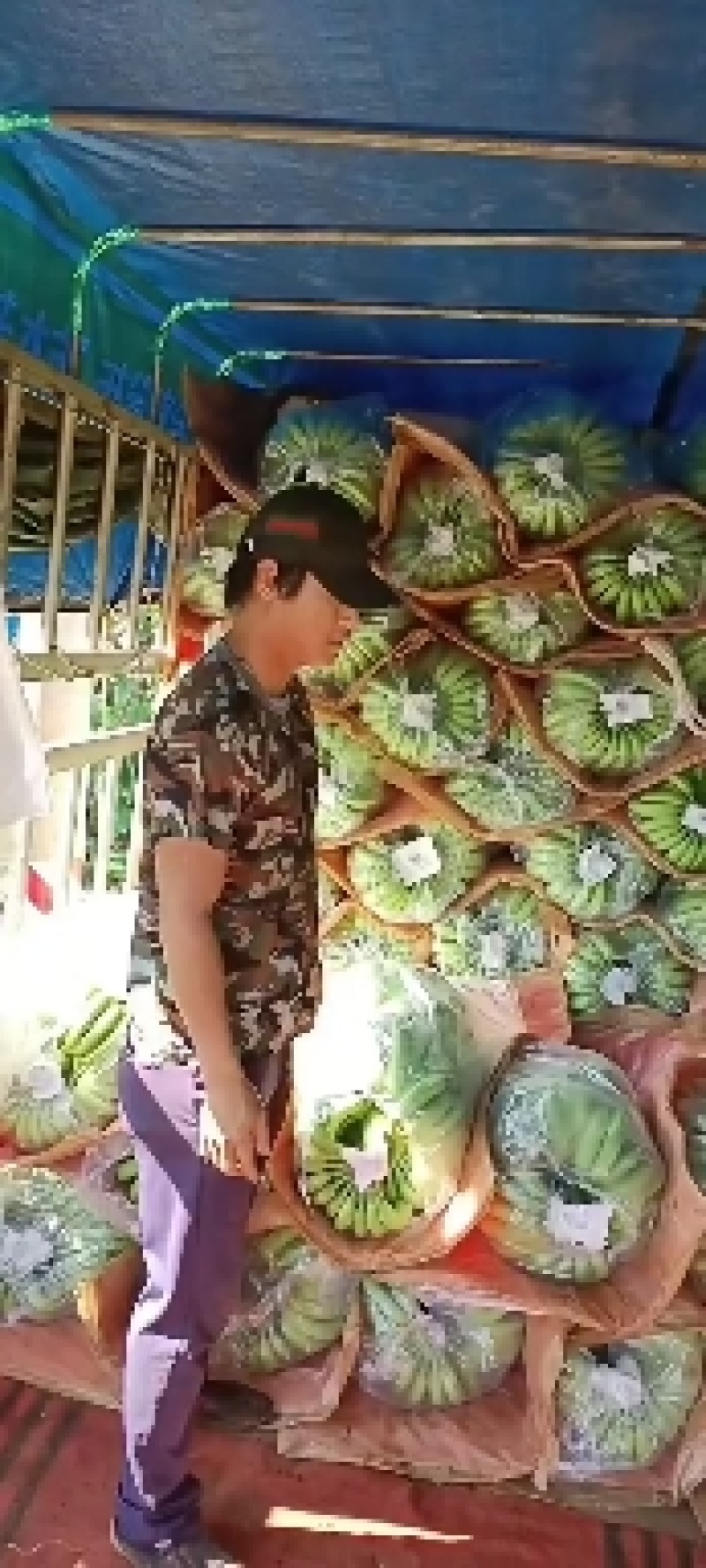 徐闻县万亩巴西蕉全面上市，老优办经验丰富一条龙服务