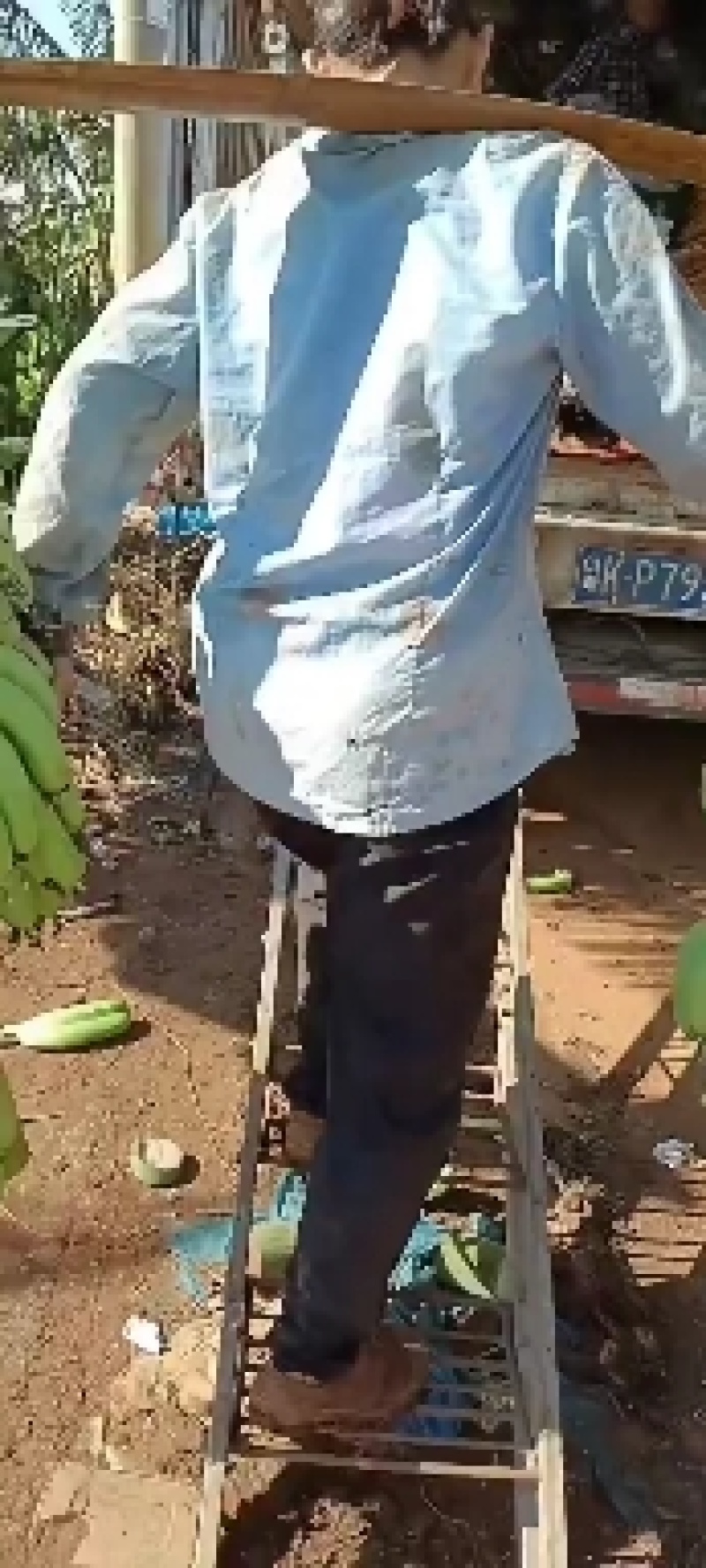 徐闻县万亩巴西蕉全面上市，老优办经验丰富一条龙服务