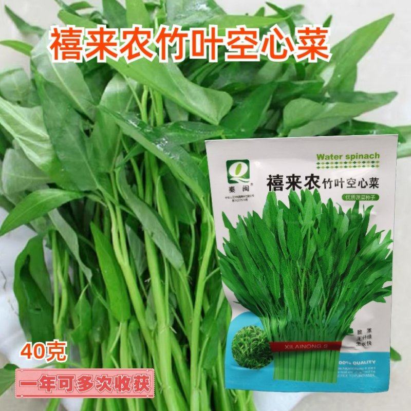 泰国空心菜种子青杆竹叶状口感脆旱地水田皆可种好四季蔬菜种
