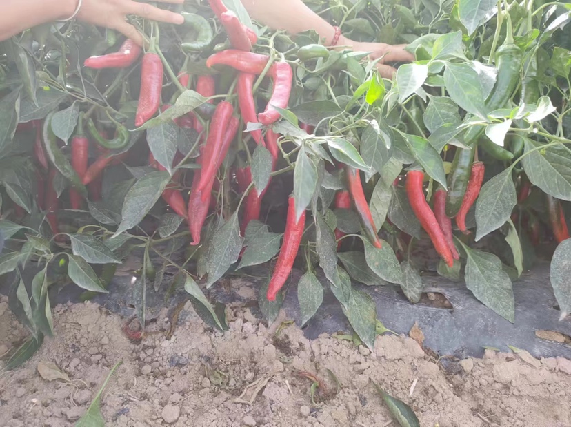 干辣椒田间成熟图