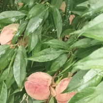 桃