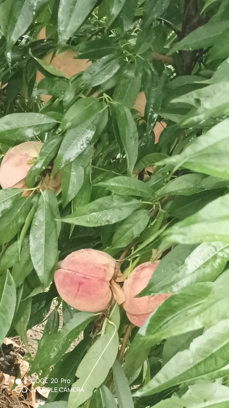桃