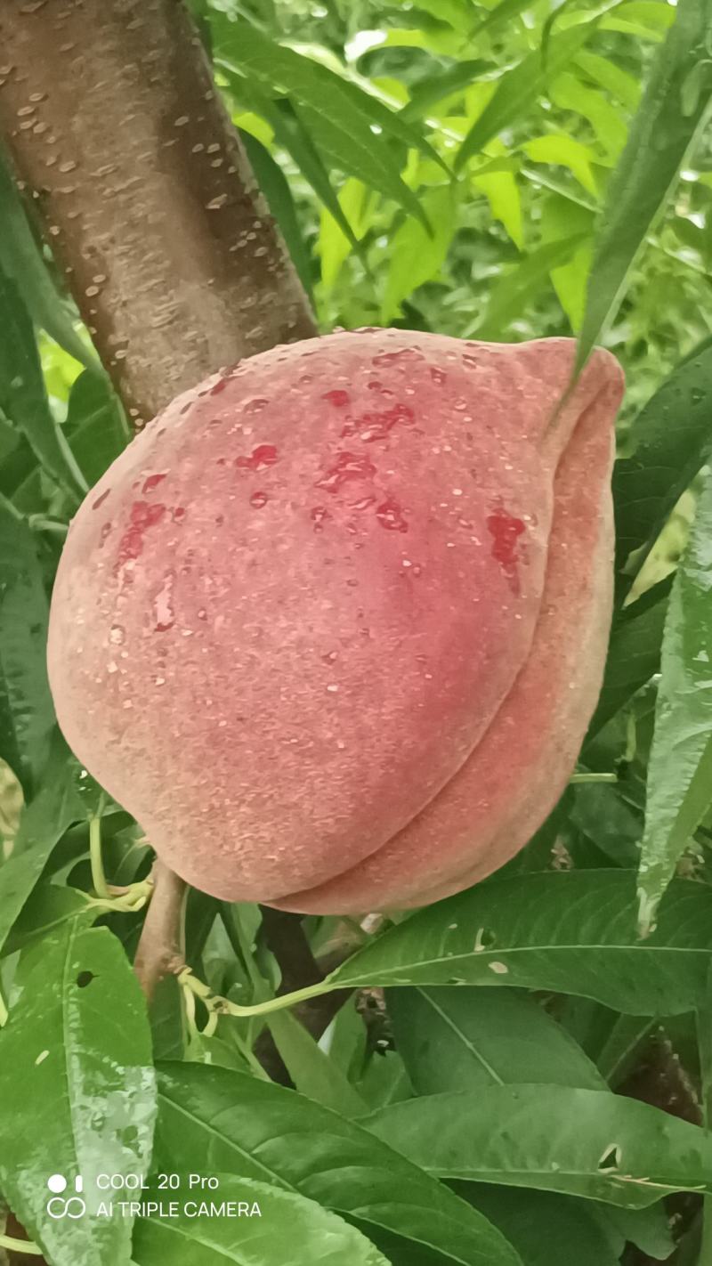 桃