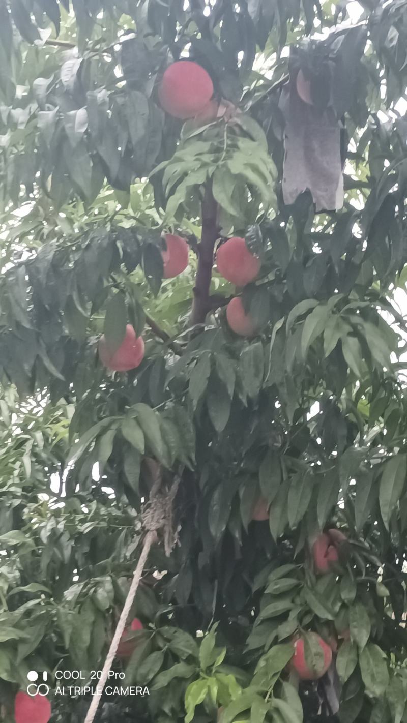 桃