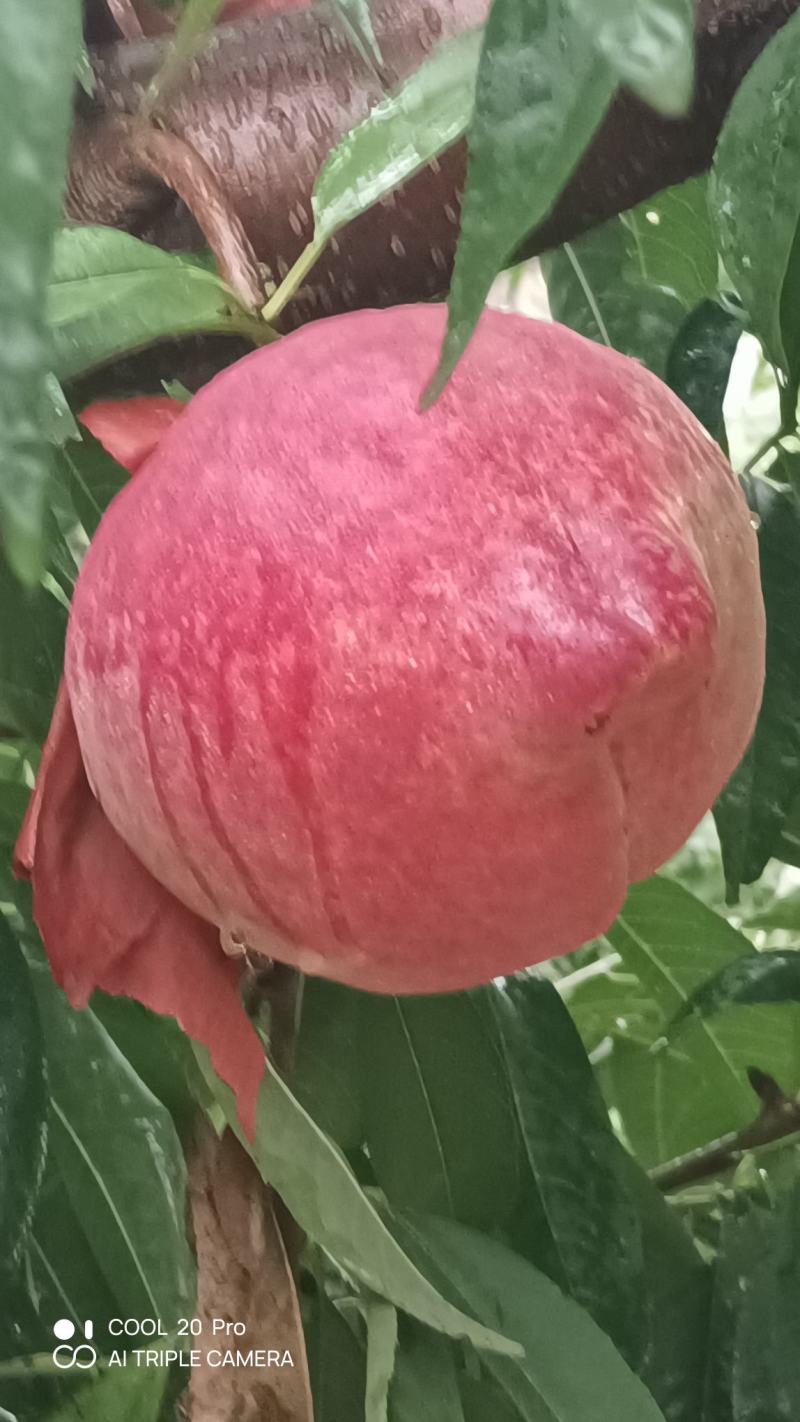 桃