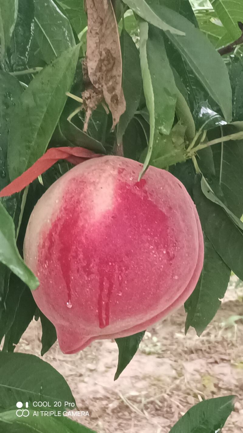桃