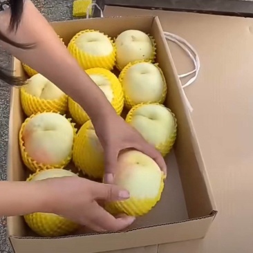 秋月梨大量上市，测糖和不测糖价格不！！！需要的客商联系我