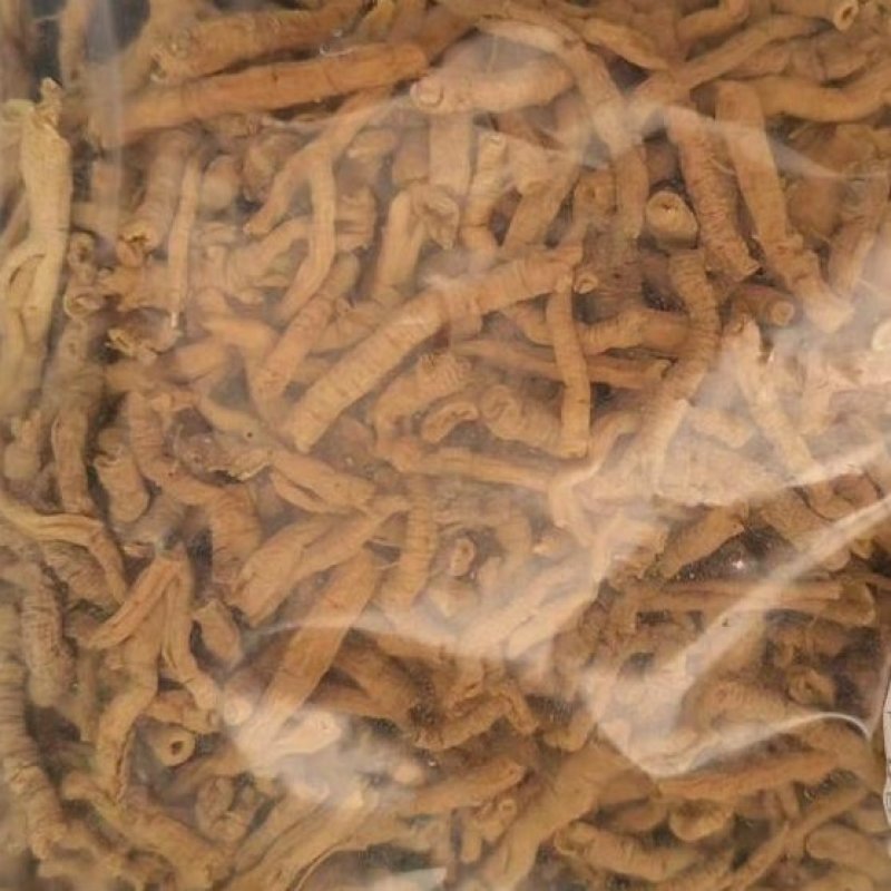 远志