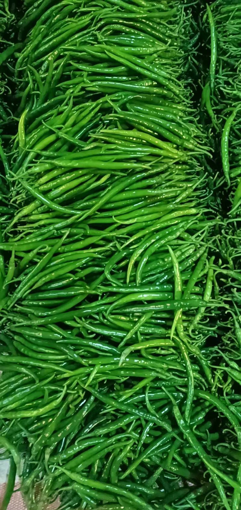优质津红二号二荆条等大量上市