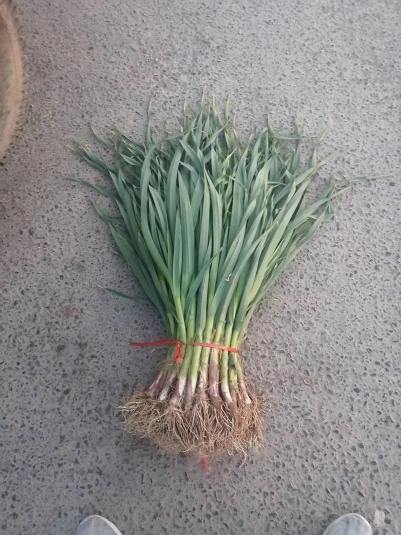 甘肃天水武山蒜苗莴笋豆角