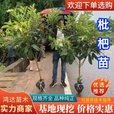 【基地培育】枇杷苗大五星枇杷苗结果快品种正宗包对版