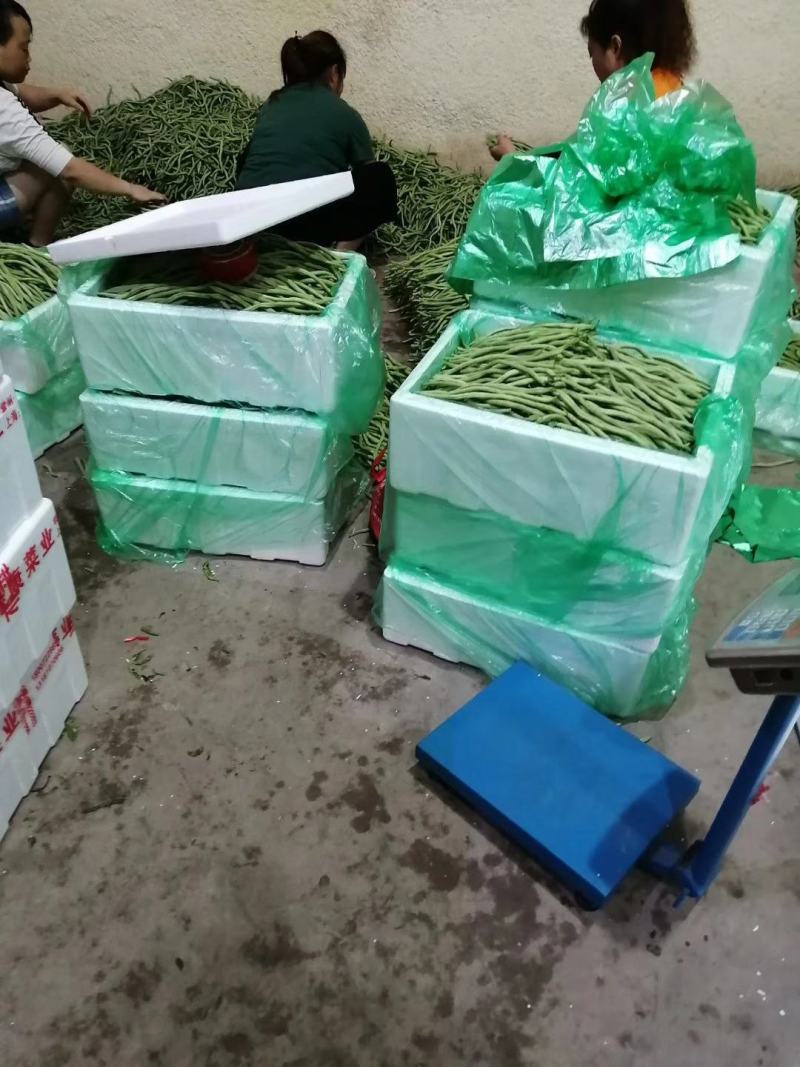甘肃天水武山蒜苗莴笋豆角
