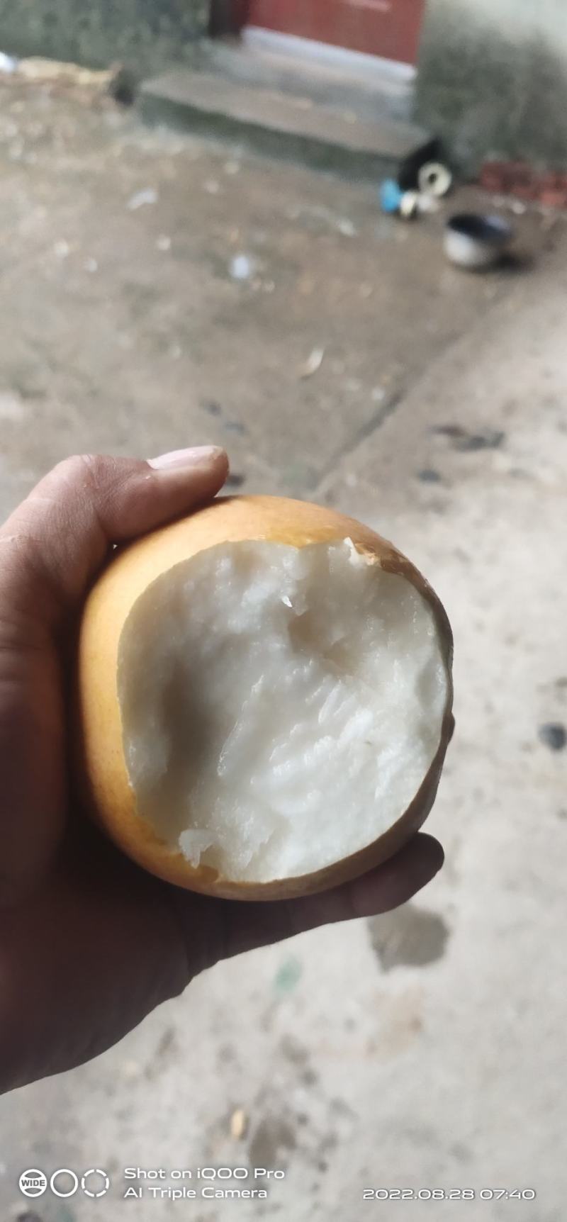晚秋黄梨，色泽鲜艳，口感脆甜多汁，耐运输货架期长