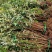 高产药用连翘亩，4号药用连翘树苗，一亩地栽植多少棵？