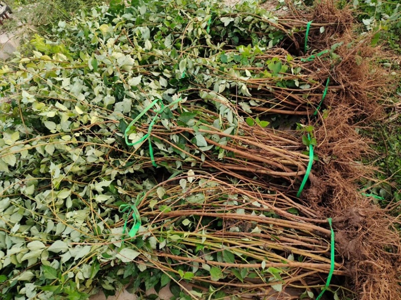 高产药用连翘亩，4号药用连翘树苗，一亩地栽植多少棵？