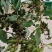 高产药用连翘亩，4号药用连翘树苗，一亩地栽植多少棵？