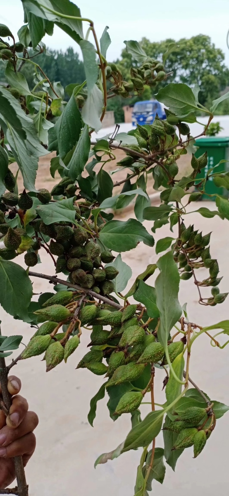 高产药用连翘亩，4号药用连翘树苗，一亩地栽植多少棵？
