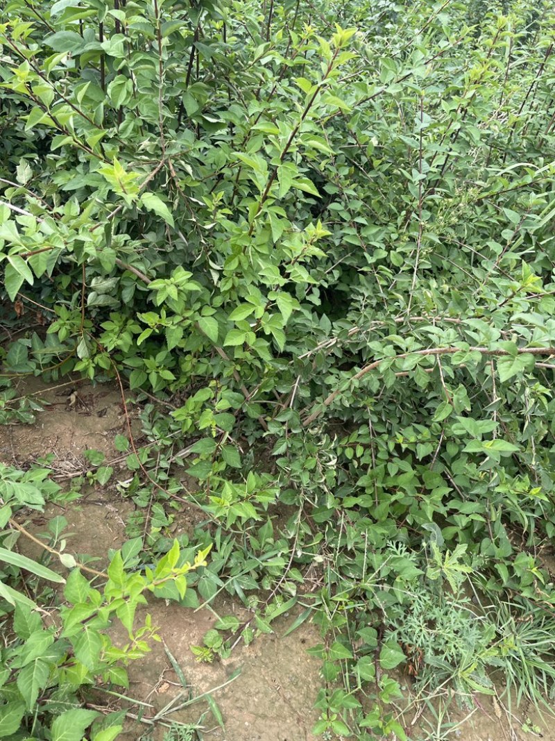 高产药用连翘亩，4号药用连翘树苗，一亩地栽植多少棵？