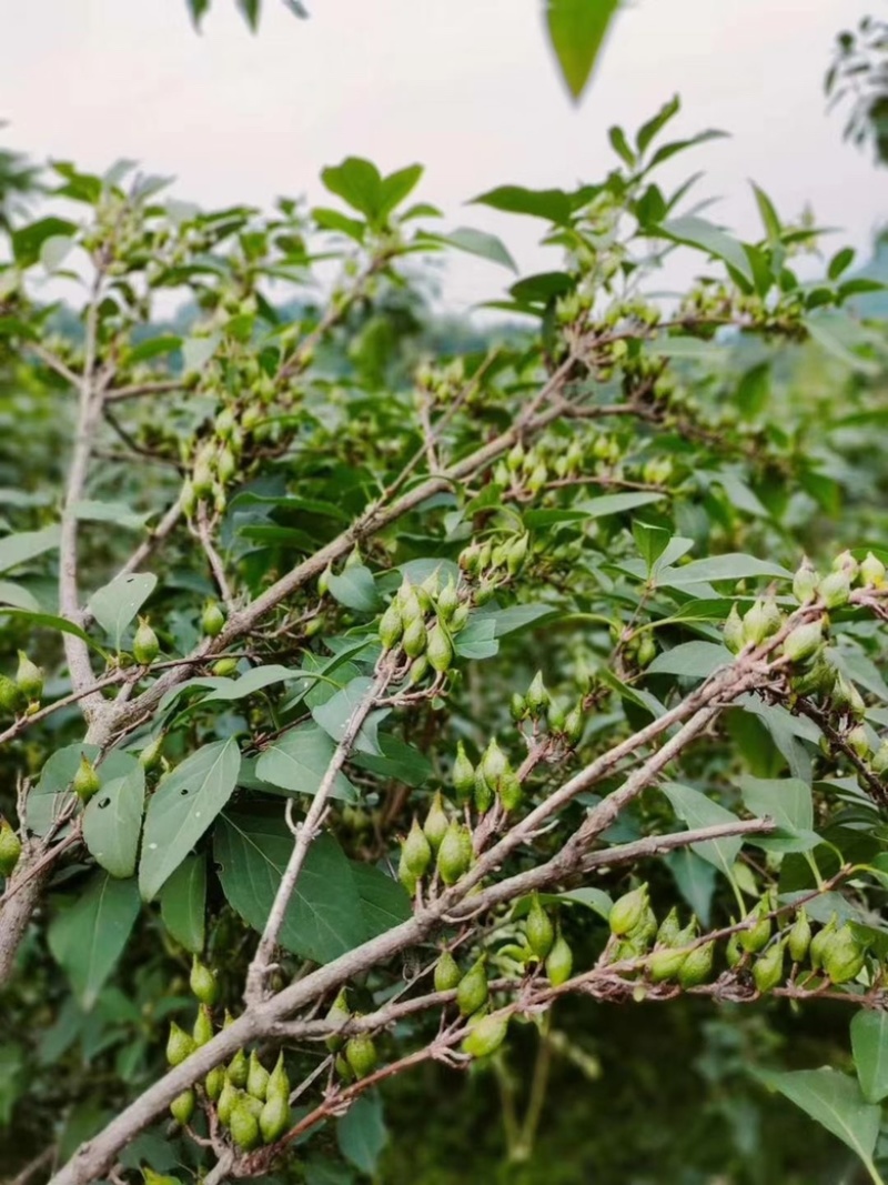 高产药用连翘亩，4号药用连翘树苗，一亩地栽植多少棵？