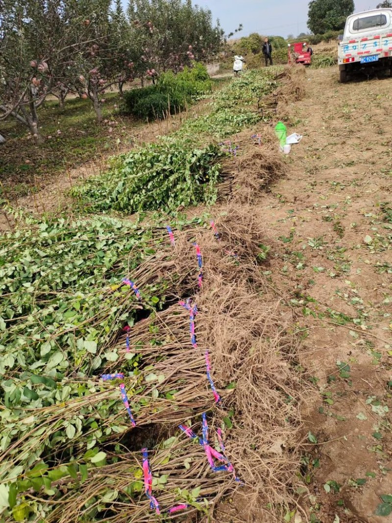 高产药用连翘亩，4号药用连翘树苗，一亩地栽植多少棵？
