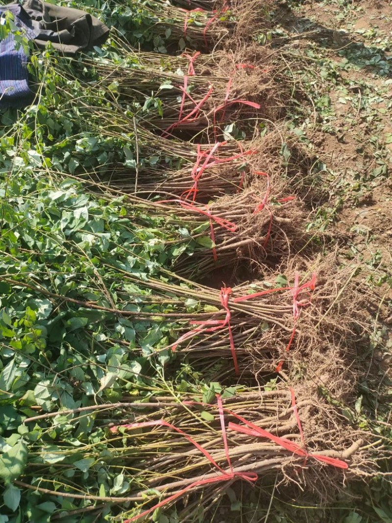 高产药用连翘亩，4号药用连翘树苗，一亩地栽植多少棵？