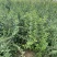 高产药用连翘亩，4号药用连翘树苗，一亩地栽植多少棵？
