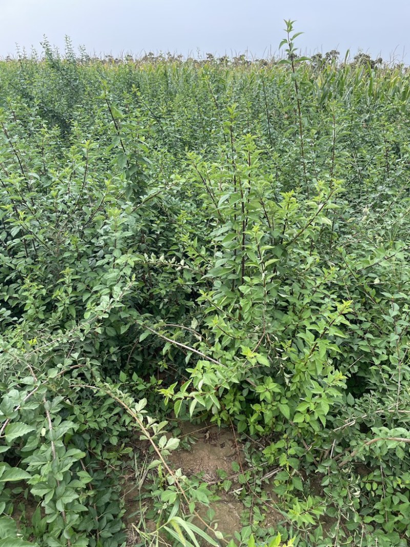 高产药用连翘亩，4号药用连翘树苗，一亩地栽植多少棵？