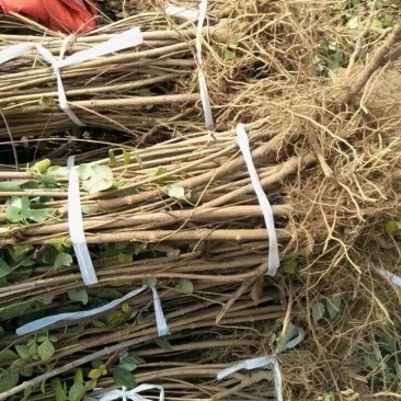 高产药用连翘亩，4号药用连翘树苗，一亩地栽植多少棵？