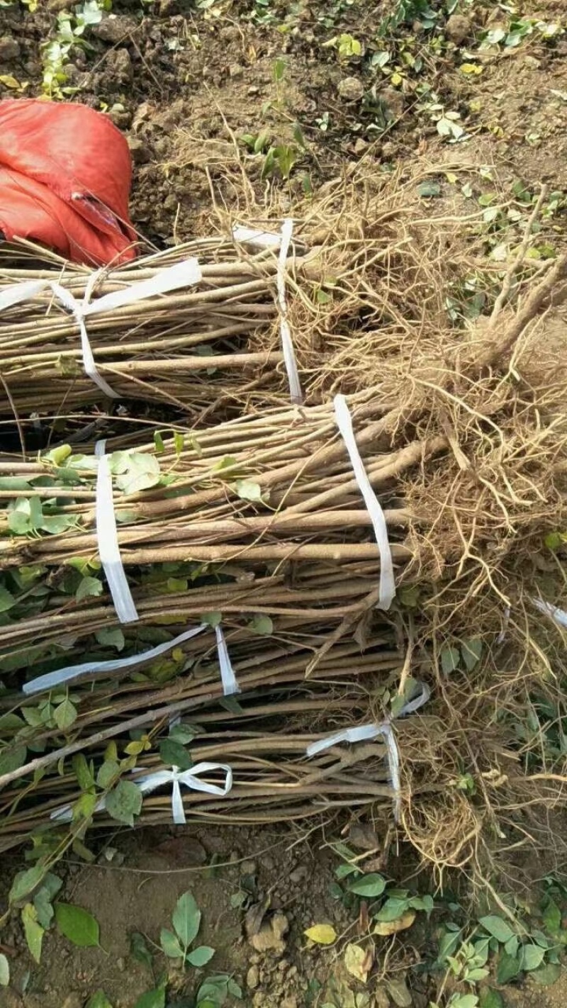 高产药用连翘亩，4号药用连翘树苗，一亩地栽植多少棵？
