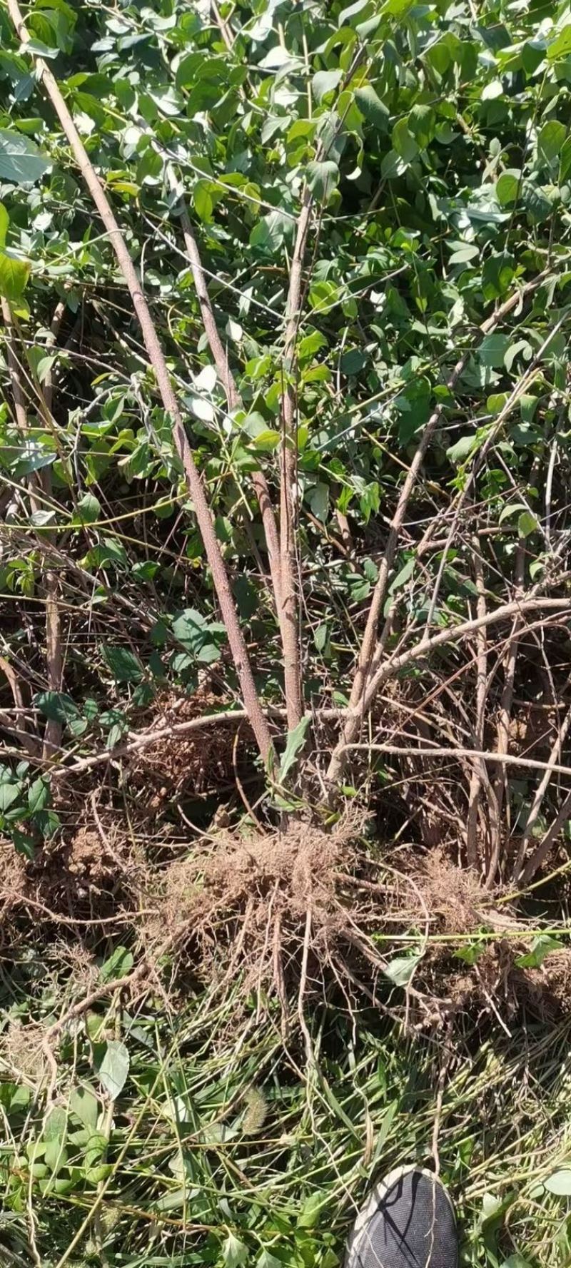 高产药用连翘亩，4号药用连翘树苗，一亩地栽植多少棵？
