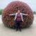 红叶石楠球，1.5米红叶石楠球，2米红叶石楠球自产自销